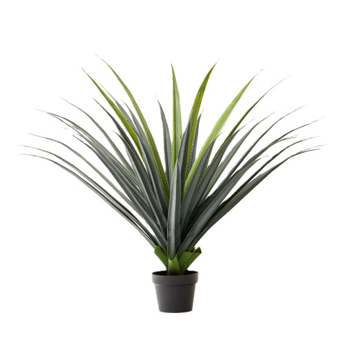 GLADIOLUS PLANT