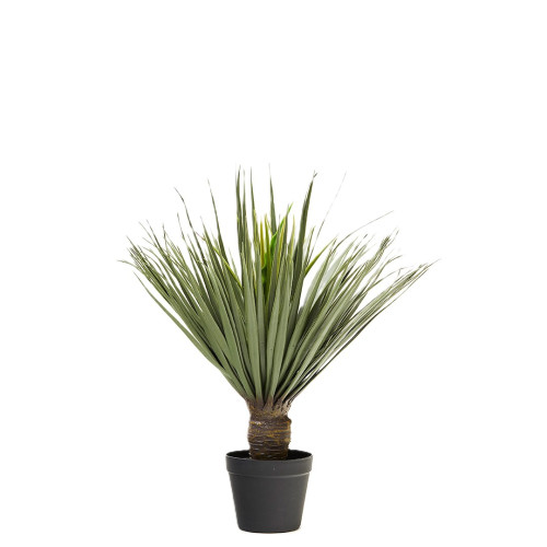DRAGON PLANT