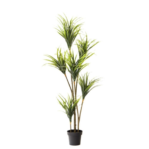 Kenza Dragon Plant 