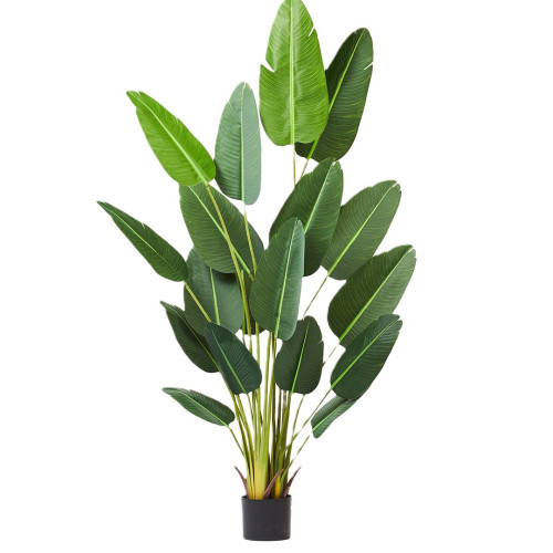 Travellers Palm Tree 