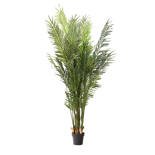 ARECA PALM TREE