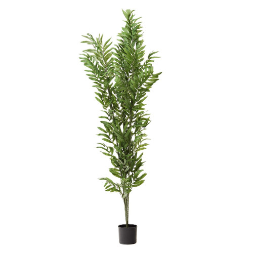 FERNLEAF BAMBOO