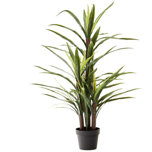 DRAGON PLANT (110CM)
