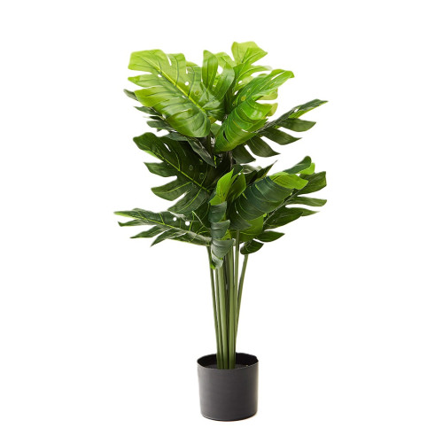 MONSTERA TREE